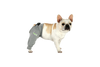 french bulldog wearing a xs size lick sleeve
